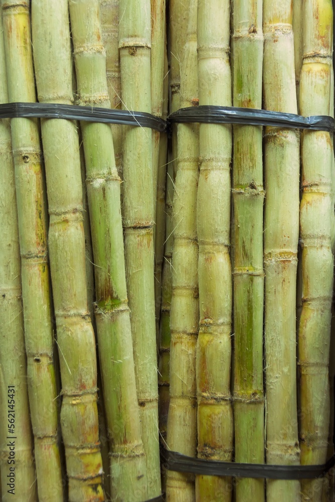 Sugar canes grouped in a bale. Sugar canes grouped in a bale.