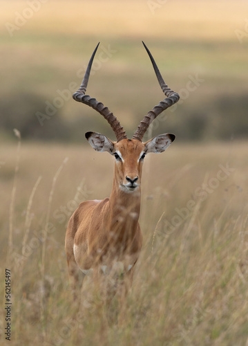 Portrait of a Impala at Masai Mara, Kenya