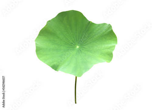 Isolated waterlily or lotus leaf with clipping paths. photo