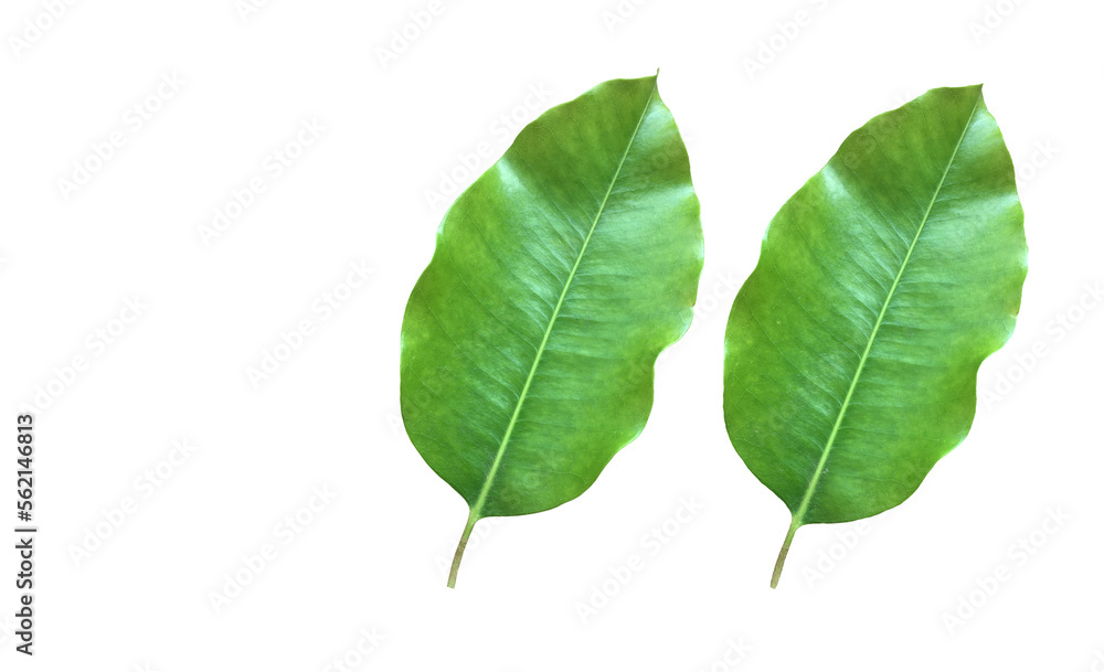 Obraz premium Isolated front surface leaf of mimusops elengi, spanish cherry, medlar or bullet wood on white background, clipping paths.