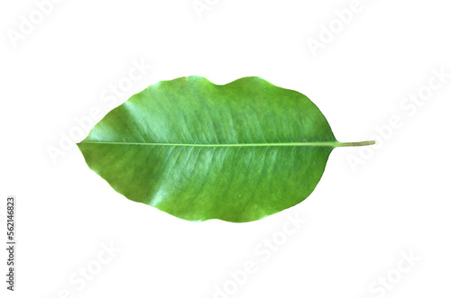 Isolated front surface leaf of mimusops elengi  spanish cherry  medlar or bullet wood on white background  clipping paths.