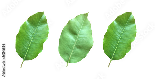 Isolated back surface leaf and front surface leaf of mimusops elengi  spanish cherry  medlar or bullet wood on white background  clipping paths.