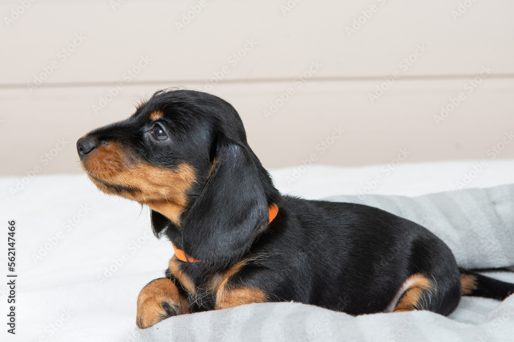 small wire-haired dachshund puppy is lying on the bed. Portrait of dog.