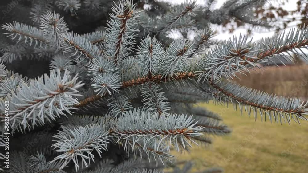 Close up blue spruce branch sways in the wind Close up blue spruce branch sways in the wind