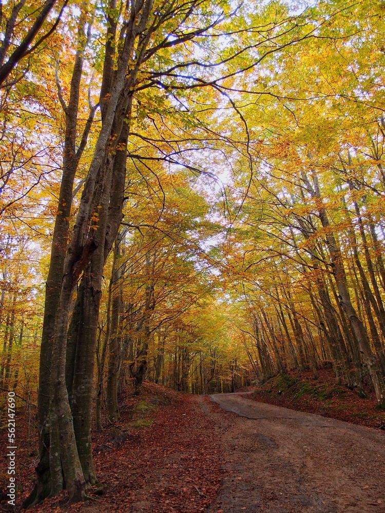 Fototapeta premium OLYMPUS DIGITAL CAMERA ITALY