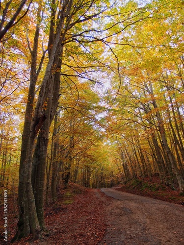 OLYMPUS DIGITAL CAMERA ITALY