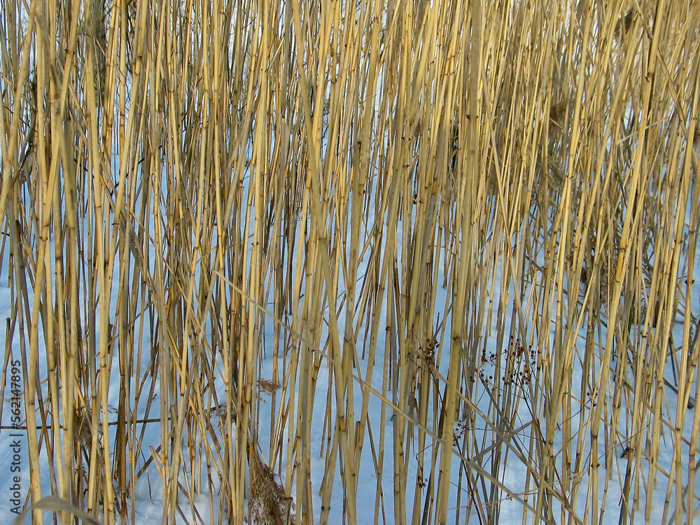 Many reed stalks found by a frozen lake in winter with white snow as background. Many reed stalks found by a frozen lake in winter with white snow as background.