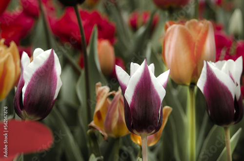 pink and yellow tulips