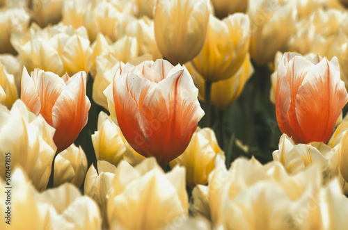 spring, flowering, parks, gardens, landscapes, cultivate, intercropping, delicatessen