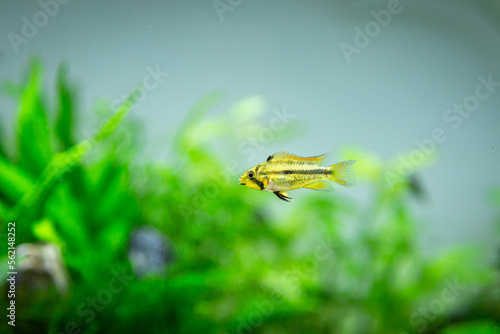 Female apistogramma cacatuoides, dwarf cichlid, in an aquarium. © Christian