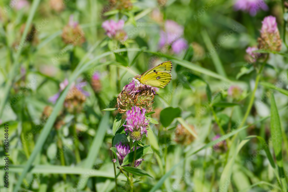 Pale clouded yellow (Colias hyale) Butterfly perched on pink flower in Zurich, Switzerland Pale clouded yellow (Colias hyale) Butterfly perched on pink flower in Zurich, Switzerland