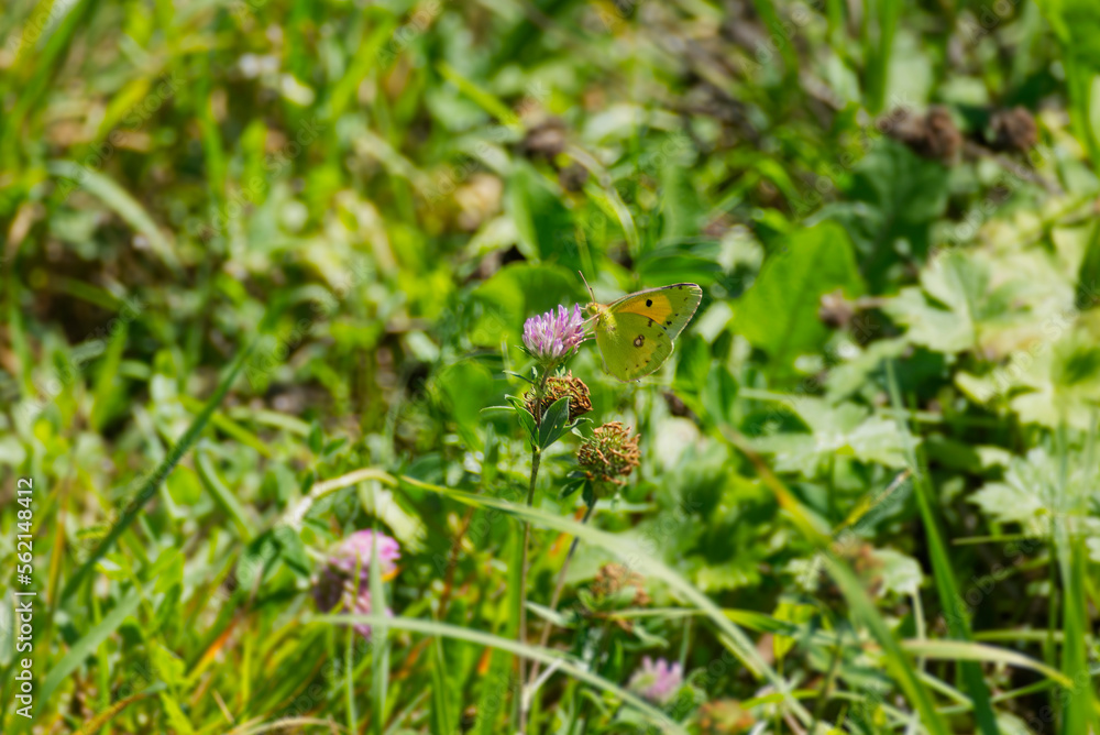 Clouded Yellow (Colias croceus) Butterfly perched on pink flower in Zurich, Switzerland Clouded Yellow (Colias croceus) Butterfly perched on pink flower in Zurich, Switzerland