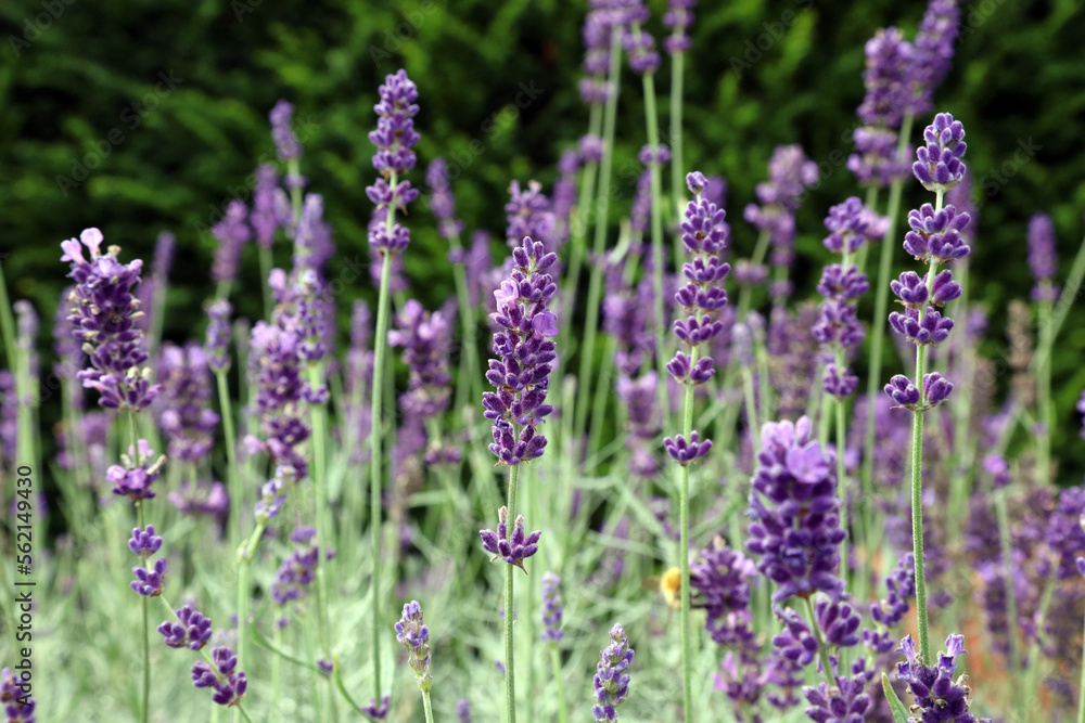 Obraz premium Closeup of English Lavender flowers, Yorkshire England
