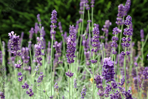 Closeup of English Lavender flowers, Yorkshire England 