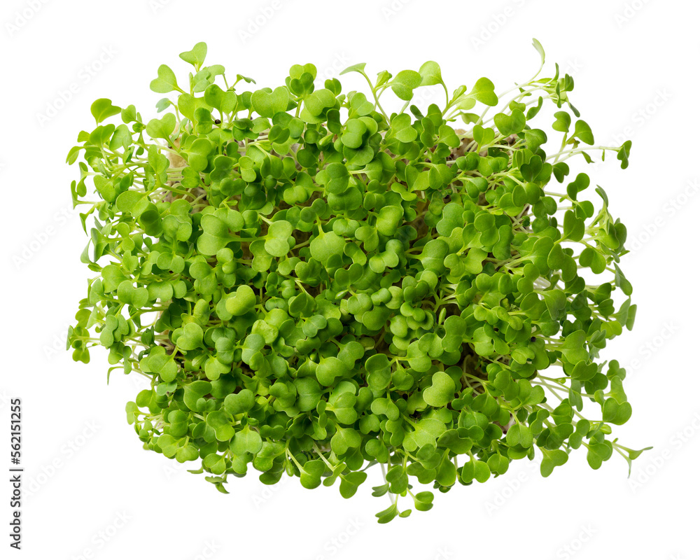 Obraz premium Microgreens, micro greens - bok choy (chinese cabbage) seedlings, sprouted pak choi seeds isolated on white.