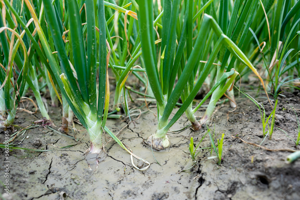 Obraz premium Onions planted. Green onions rise in two weeks.