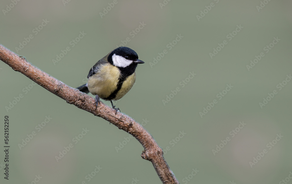 A close up of a Great tit on a branch A close up of a Great tit on a branch