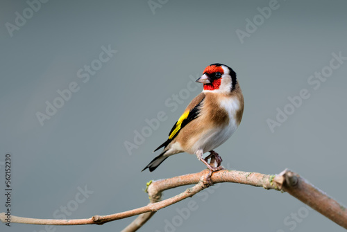 A close up of a single Goldfinch on a branch