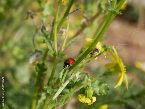 A small red ladybug with black spots crawls on the green grass on a sunny summer day. An insect's journey in a natural environment. A round beetle in a meadow.