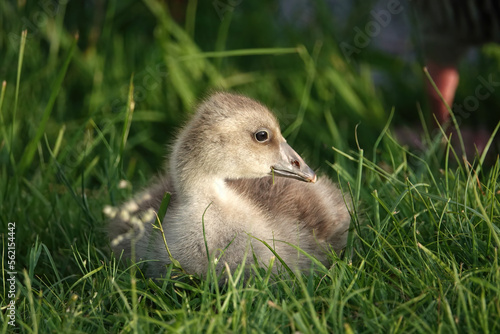 Small gosling in grass