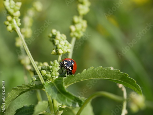 A small red ladybug with black spots crawls on the green grass on a sunny summer day. An insect's journey in a natural environment. A round beetle in a meadow.