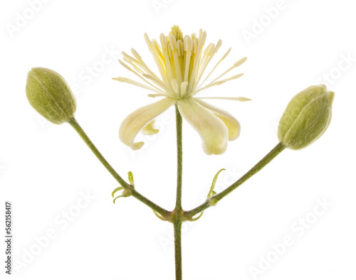 Clematis vitalba flower