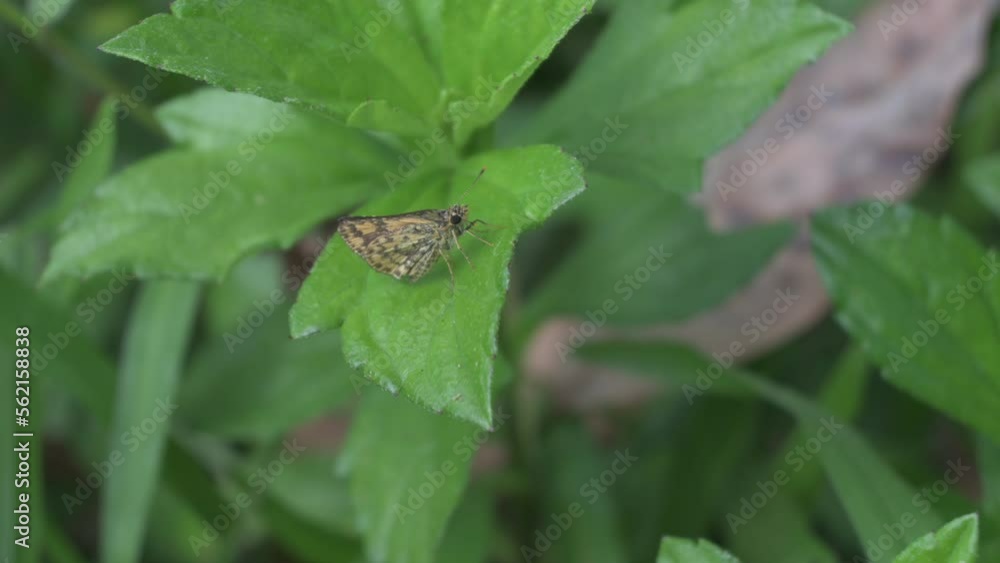 A common bush hopper butterfly with folded wings is slowly shaking the wings A common bush hopper butterfly with folded wings is slowly shaking the wings