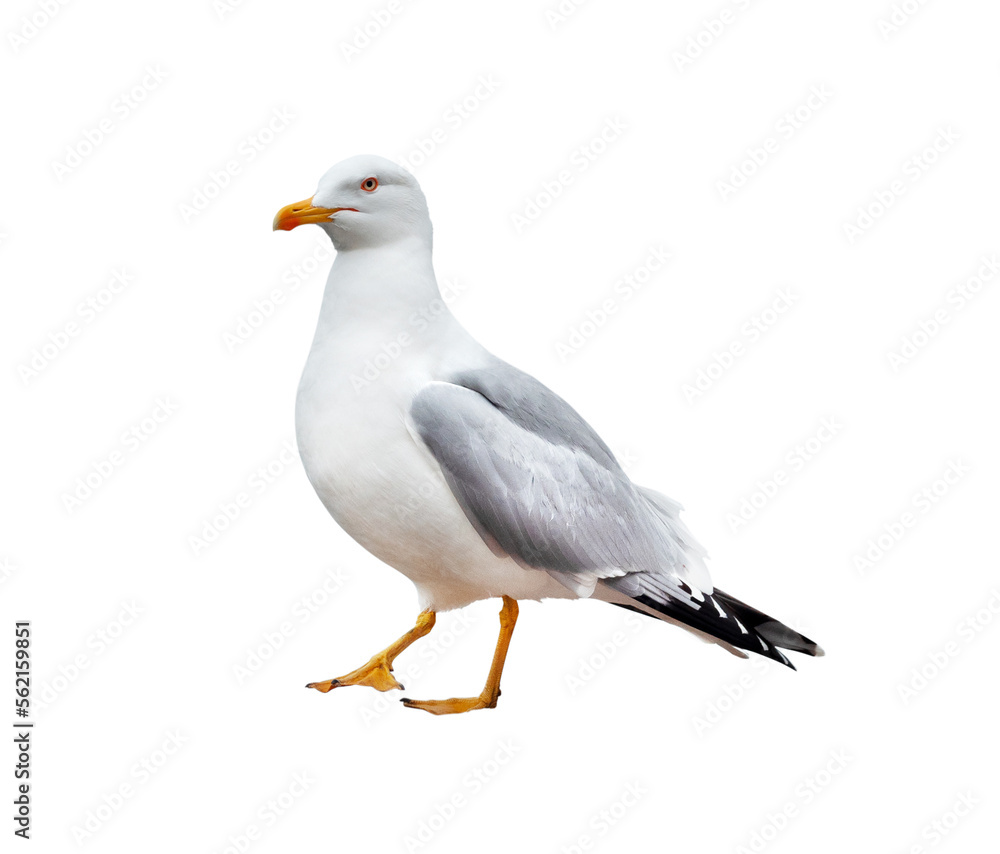 Sea gull close-up isolated on a white background Sea gull close-up isolated on a white background