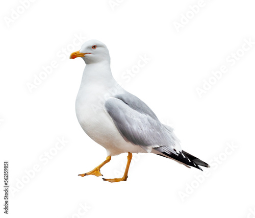 Sea gull close-up isolated on a white background