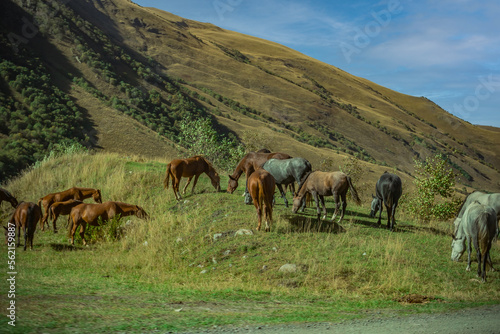 wild horses in the caucasus mountains