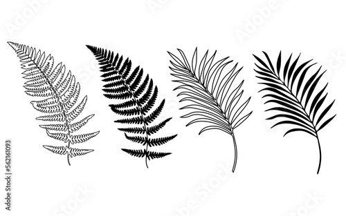 fern, palm tree, fern vector, palmra vector, fern illustration, fern icon, palmra illustration, illustration vector, plants vector, plants icon, plants resource, overlay, png