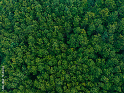 Earth Day eco concept with tropical forest background, natural forestation preservation scene with canopy tree in the wild, concept on sustainability and environmental renewable © Hand Robot