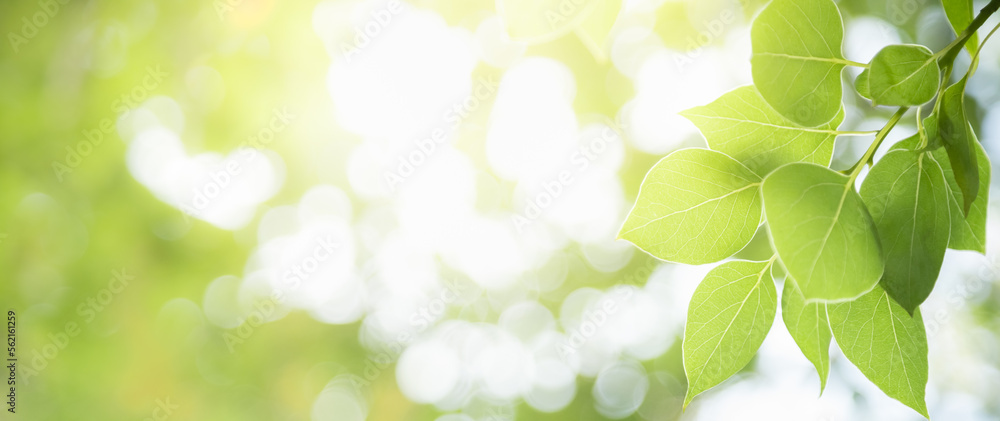 Closeup of beautiful nature view green leaf on blurred greenery background in garden with copy space using as background cover page concept. Closeup of beautiful nature view green leaf on blurred greenery background in garden with copy space using as background cover page concept.