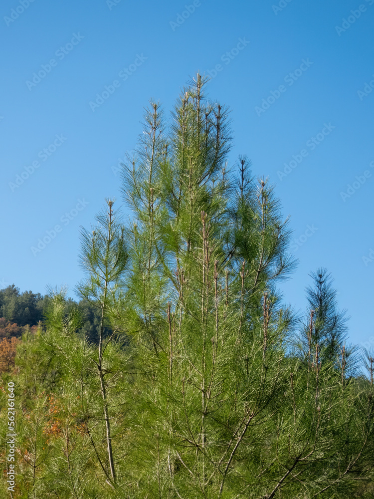 The top of a spruce tree in the light of the morning sun The top of a spruce tree in the light of the morning sun