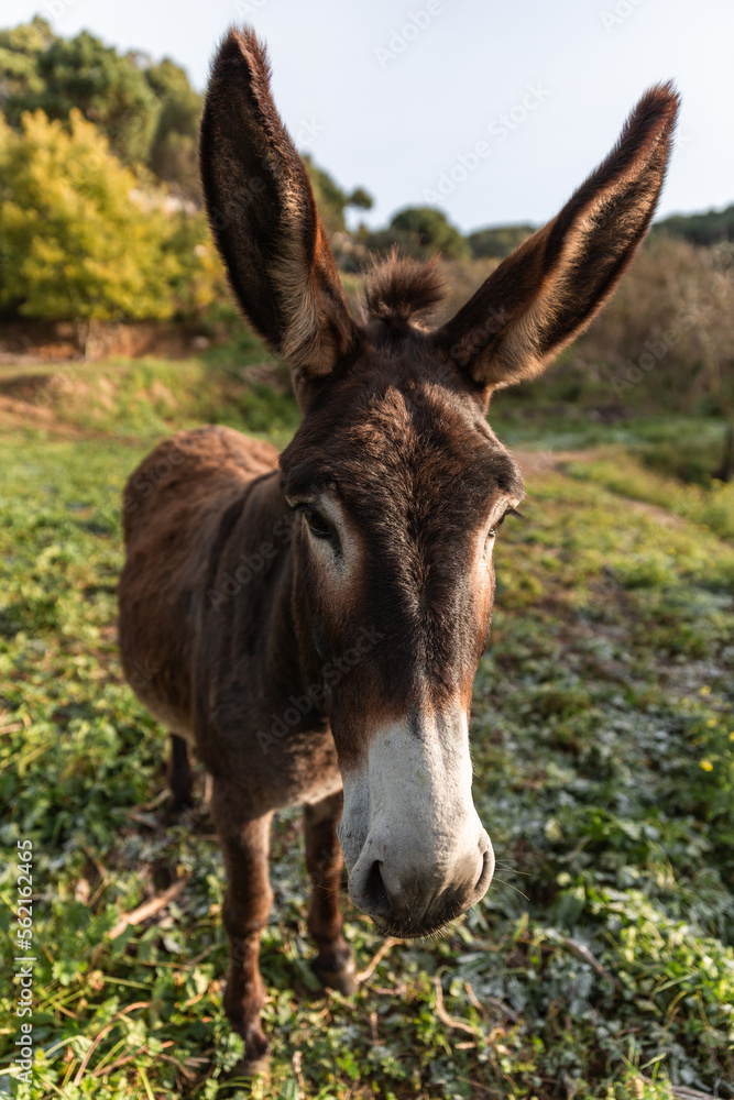 Close-up view of a donkey standing outdoors in the field. Close-up view of a donkey standing outdoors in the field.