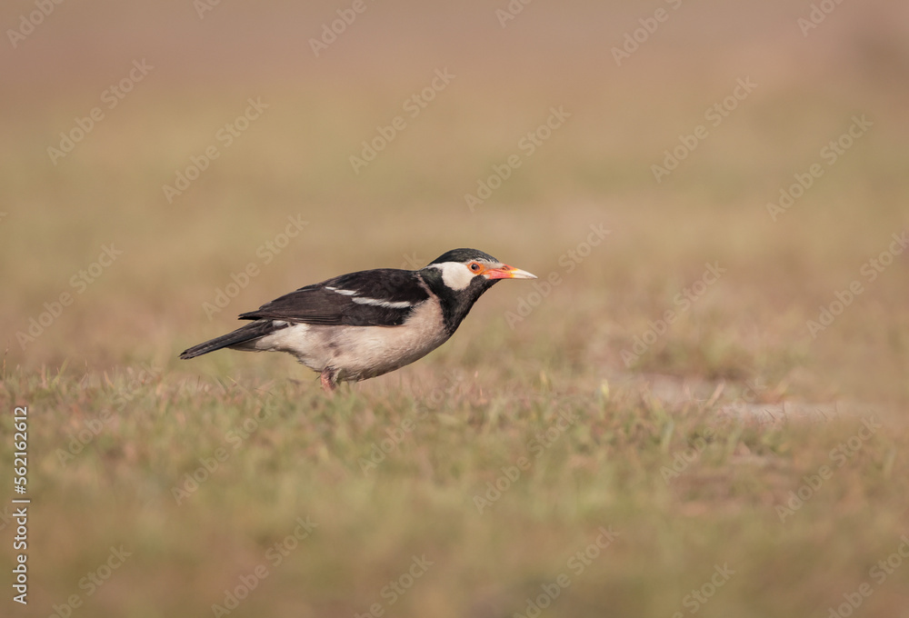 Indian pied myna is a species of starling found in the Indian subcontinent. It is usually found in small groups mainly on the plains and low foothills. Indian pied myna is a species of starling found in the Indian subcontinent. It is usually found in small groups mainly on the plains and low foothills.