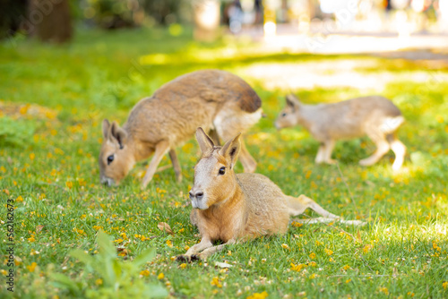 Wild brown beautiful family of patagonian mara with babies, rodent in Argentina, eating grass outdoors in park or forest. Exotic fauna,animal life in sting or summer.Close-up shot.
