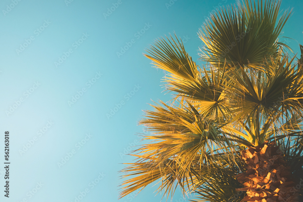 Palm tree with lush leaves on blue sky background in bright sun light. Tropical vacation and relax concept photo with copy space for text