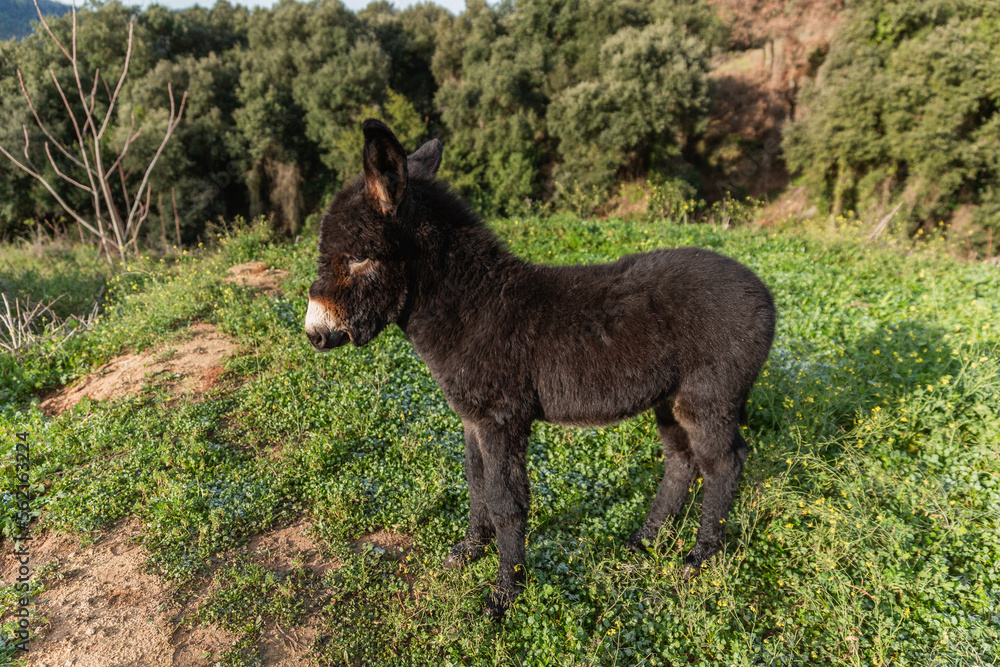 View of a donkey calf standing outdoors in nature. View of a donkey calf standing outdoors in nature.