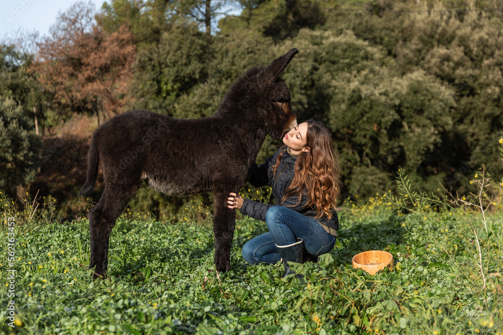 Woman taking care of a donkey calf outdoors in the nature.