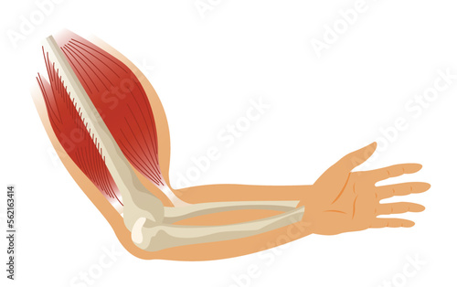 Arm muscle biceps with skeleton. Muscle tension of human hand on white background. Bones and joints in male silhouette. Medical vector illustration of hand for clinic or hospital
