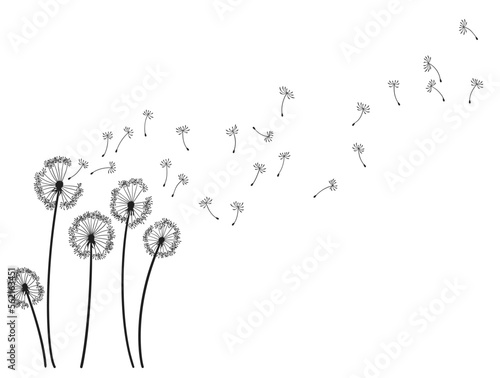 Fototapeta Naklejka Na Ścianę i Meble -  Dandelion wind blow background. Black silhouette with flying dandelion buds on white. Abstract flying seeds. Decorative graphics for printing. Floral scene design