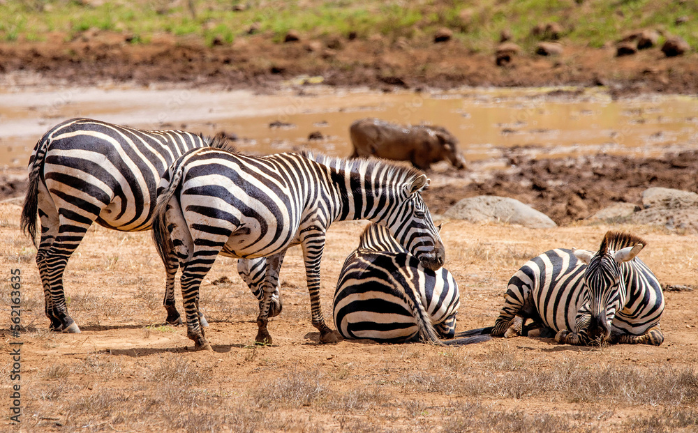 Obraz premium Africa's version of the Horse the Common Zebra 