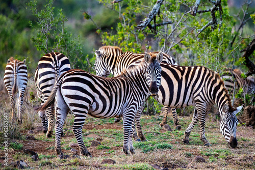 Africa s version of the Horse the Common Zebra 