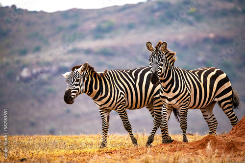 Africa's version of the Horse the Common Zebra  © Sean