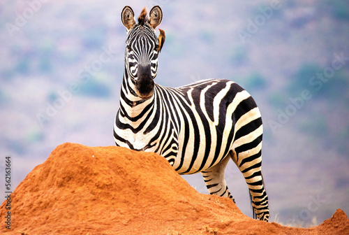 Canvas Print Africa's version of the Horse the Common Zebra