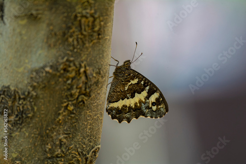 great banded grayling butterfly perched on a tree
 photo