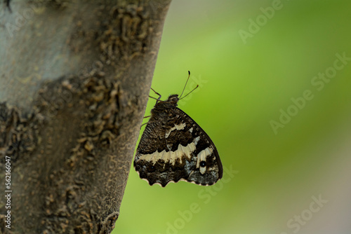 great banded grayling butterfly perched on a tree
 photo