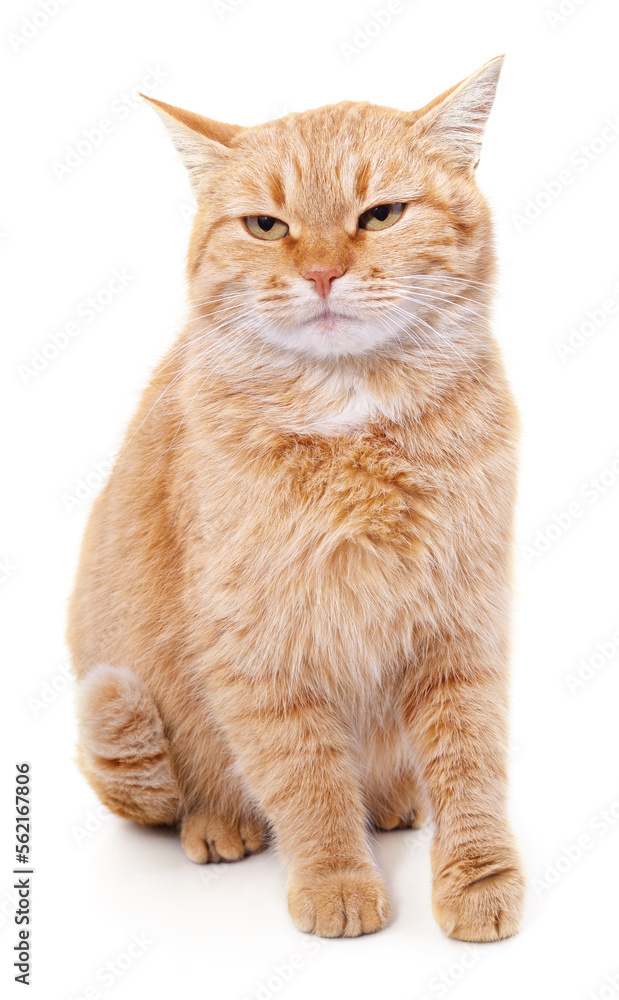 One red cat. One red cat.