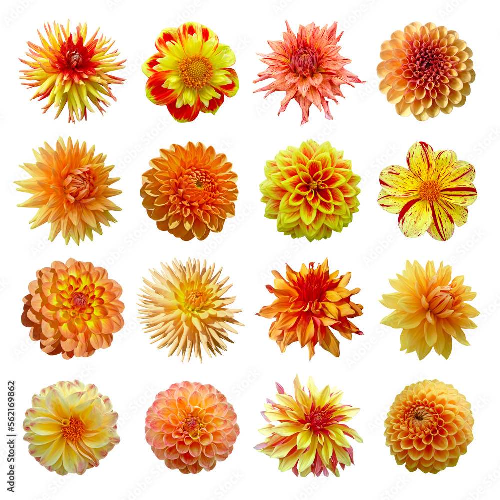 Collection dahlias jaunes et oranges Collection dahlias jaunes et oranges